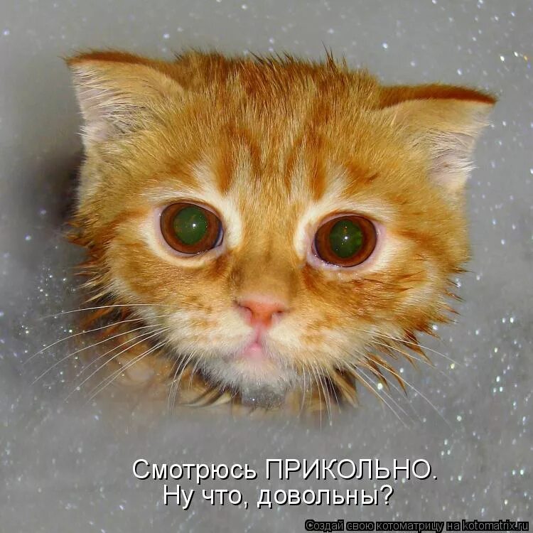 Домашняя кошка прикольная. Забавно смотрится. Забавно смотрится. Забавно смотрится. Веселый котик.