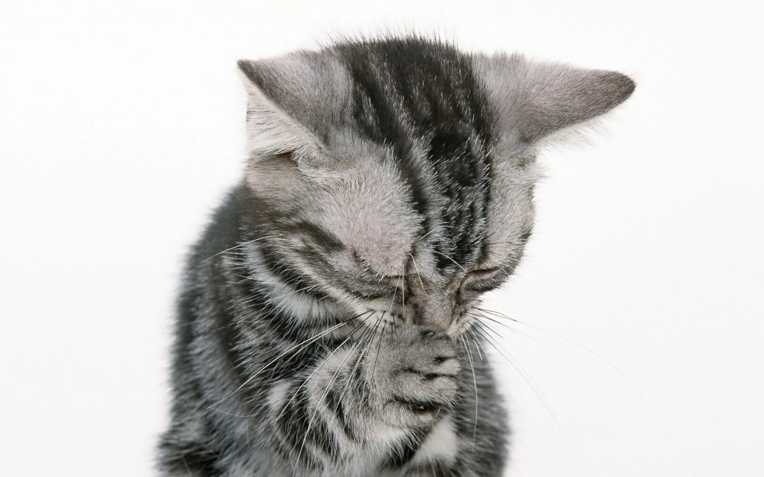 Котиков прощения котиков. Кот молится. котенок молится. котик просит прощения. грустная кошка.