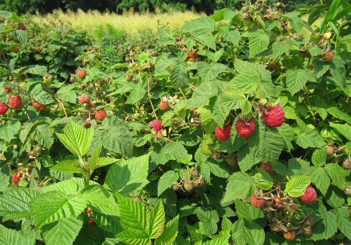 Малина Rubus idaeus. Малина обыкновенная (Rubus idaeus). Малина Лесная кустарник. Малина Дикая Лесная. Малина обыкновенная кустарники