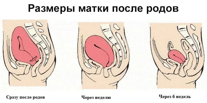 Тело женщины после родов. Изменения матки в послеродовом периоде. Как восстанавливается матка. Женские органы после родов. Послеродовый период изменения в организме.