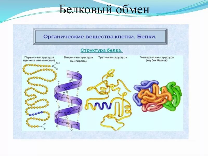 Как происходит обмен белков кратко. Схема обмена веществ белков. этапы обмена белка в организме. процесс обмена белков. схема белкового обмена в организме человека.