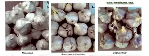 Как отличить озимый чеснок от ярового