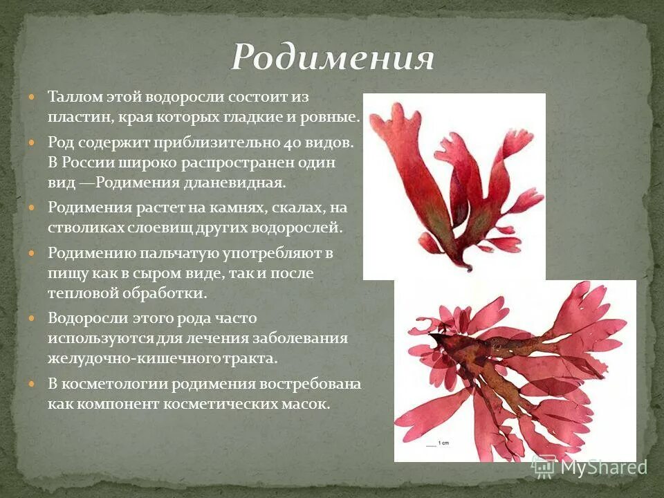 Красные водоросли родимения. Родимения дланевидная. Родимения водоросль строение. Родимения водоросль описание.