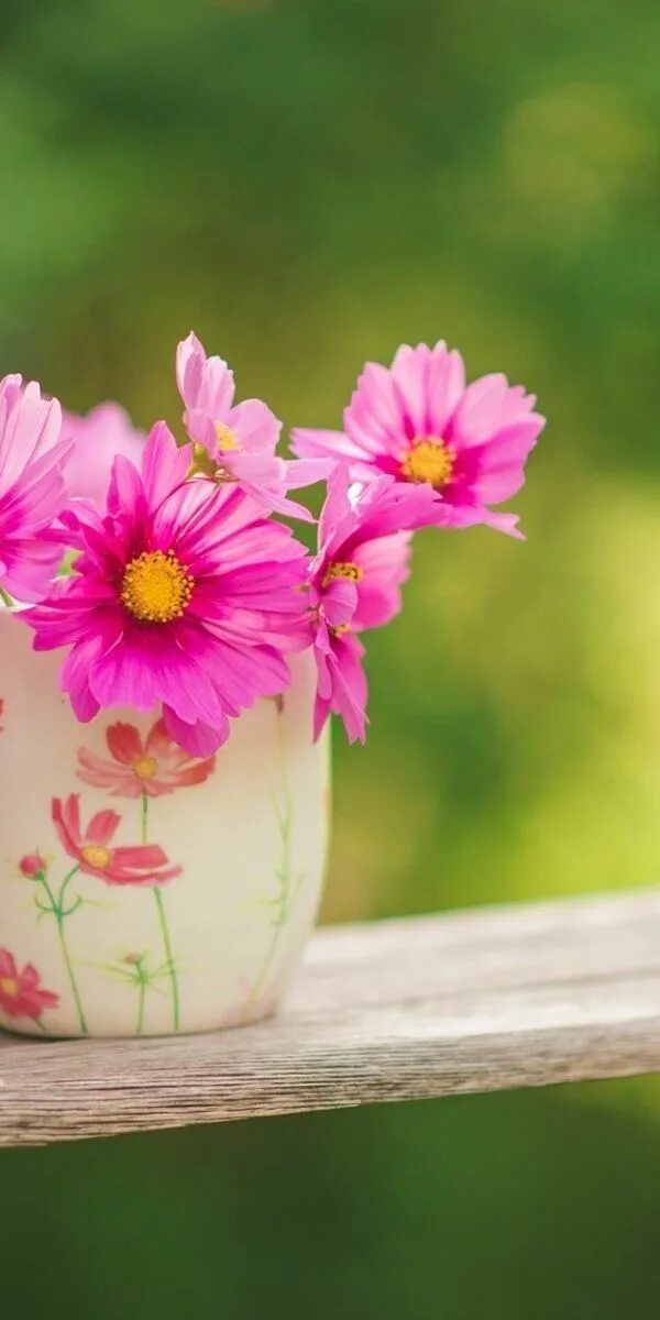 Cups flowers