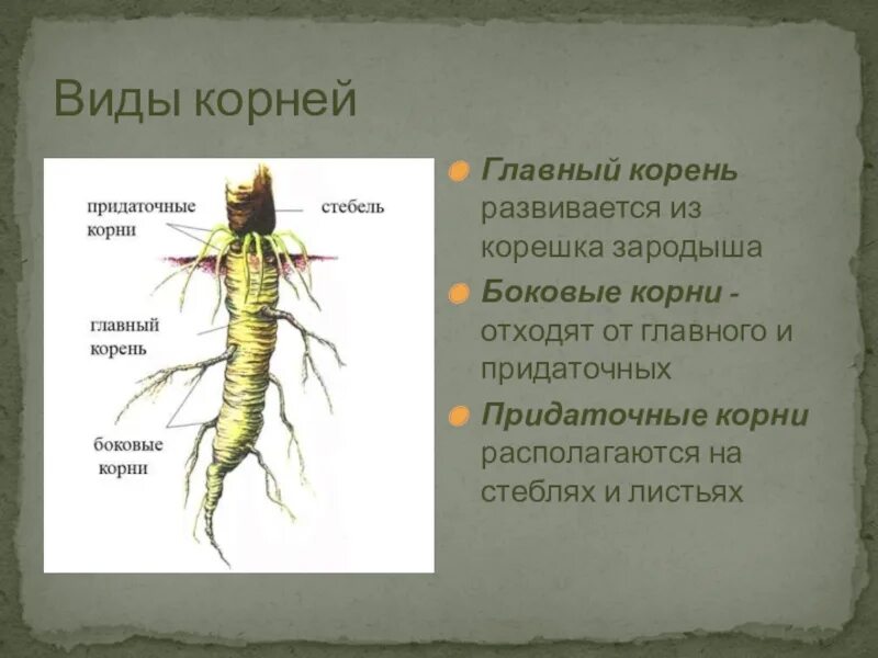 Главный корень зародыша развивается. Главный и придаточный корень. Главные боковые и придаточные корни. Боковые корни отходят от.