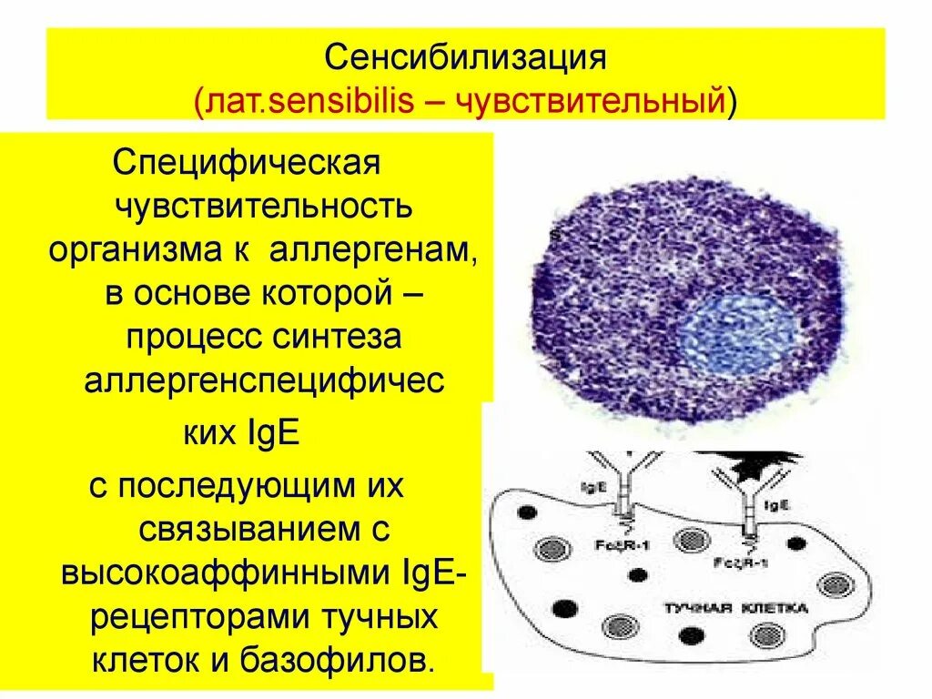 Сенсибилизация препараты. Сенсибилизированная тучная клетка. сенсибилизация иммунология. сенсибилизация тучных клеток это. специфическая сенсибилизация.