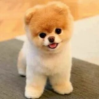 Boo am