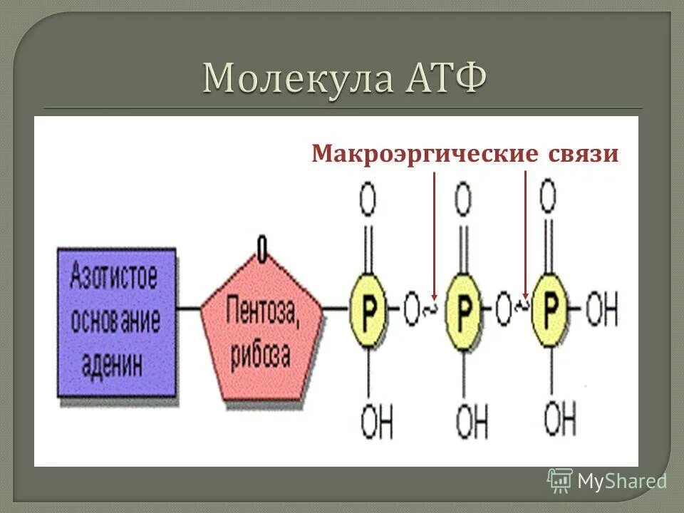 Строение АТФ макроэргические связи. Схема молекулы АТФ.