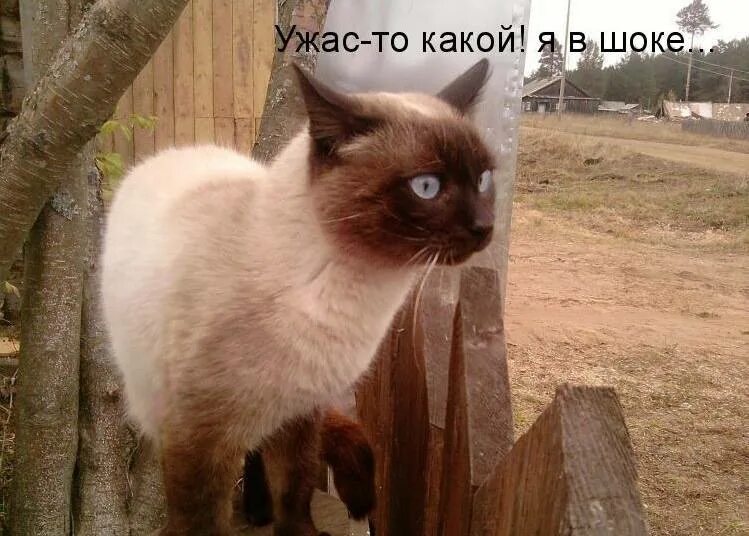 Я в шоке надпись. Ya v axuye. Ты такая я в шоке. Девочки я в шоке. Офигевший котик.