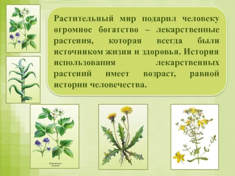 Целебная трава 6. Лекарственные растения. Лечебные растения. Лекарственные растения лекарственные растения. Лекарственные растения, помогающие при вывихе.