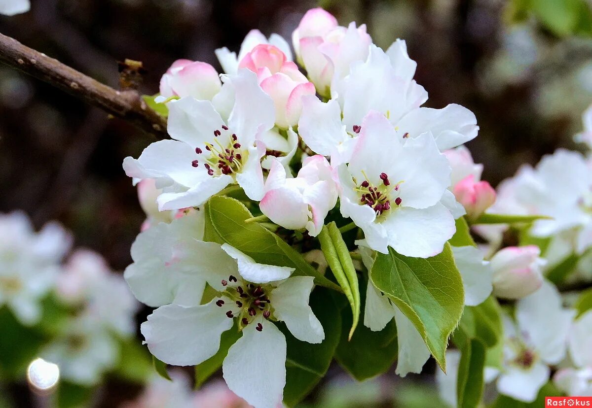 фото на фоне цветущих деревьев. черемуха у реки. цветущая яблоня. слива дерево. май природа.