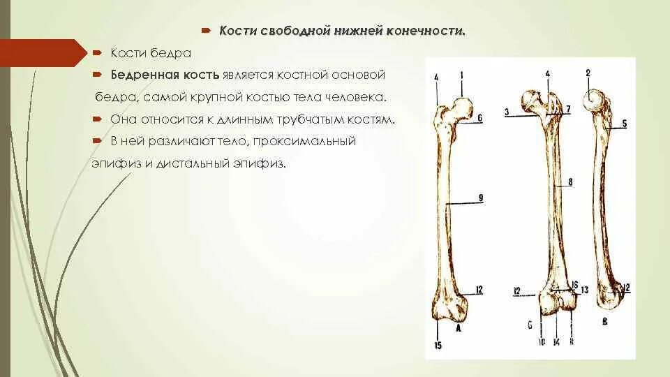 Кости конечностей Остеология. Трубчатая бедренная кость. Трубчатые кости кости конечностей. Бедренная кость собаки.