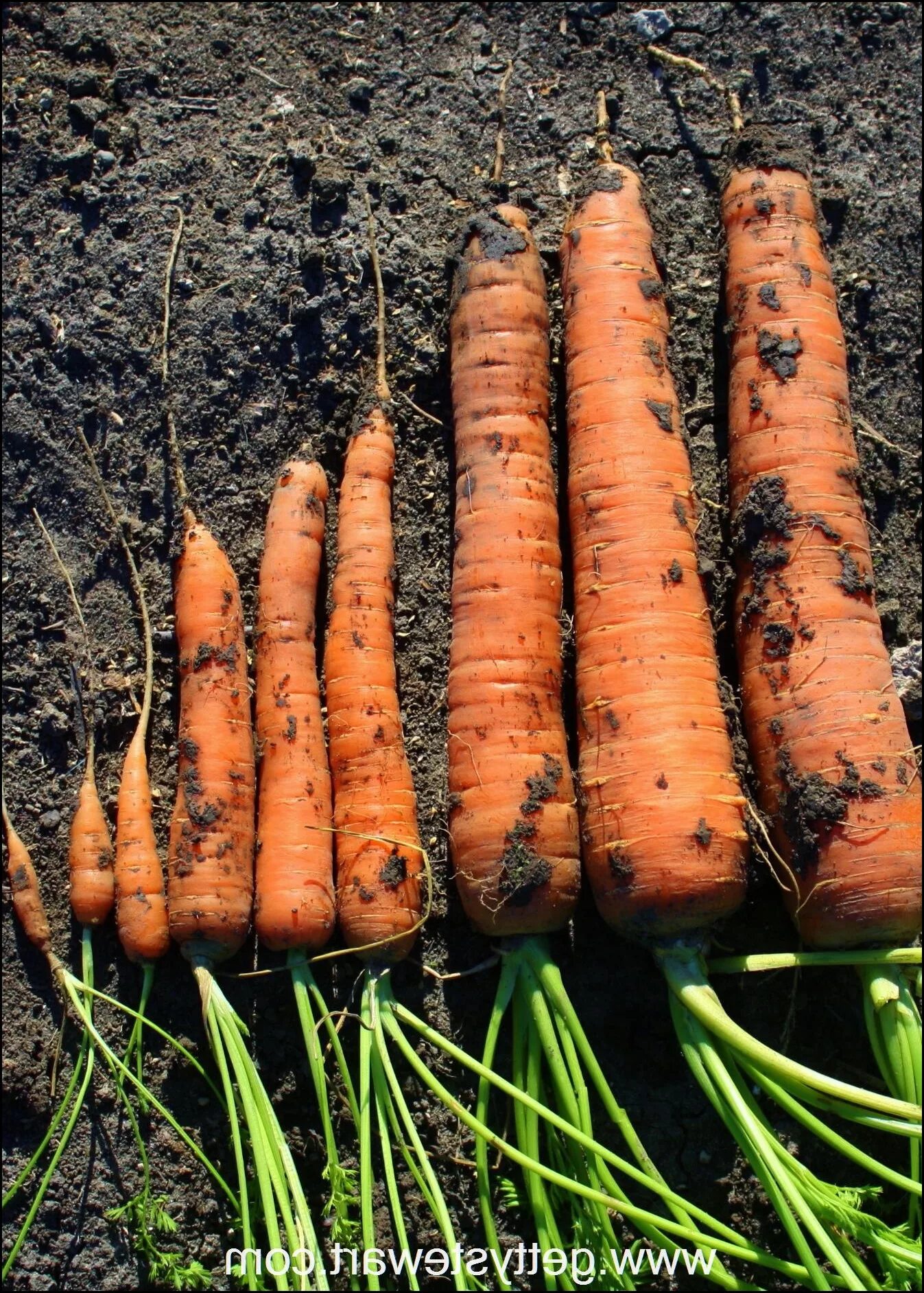 Как растет морковь. Самовыкапывающаяся морковь сорт. Морковь Намур. Морковь в огороде. Морковь в земле.