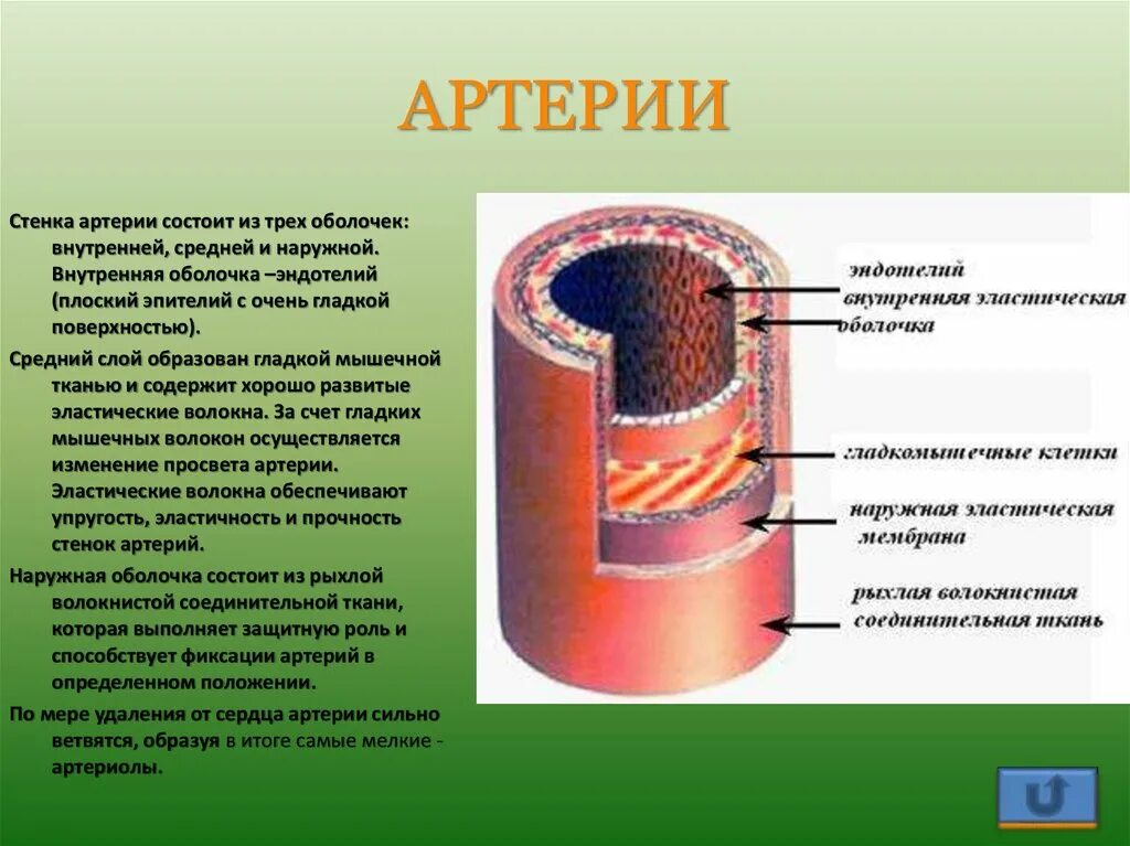 По внутренней поверхности гладкой. Строение стенки артерии. Строение стенки сосудов. Строение сосуда артерии. Стенки артерий и вен.