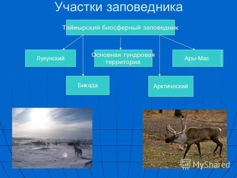 Заболоченная тундра. Болотистая тундра. Заповедники и заказники тундры. В зоне тундры расположен заповедник 4 класс. Таймырский заповедник описание.