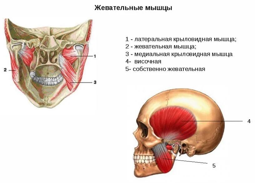 Большая и малая скуловые мышцы начало прикрепление функции. Круговая мышца рта m. Круговая мышца рта мышца функции. Мышца закрывающая рот. Круговая мышца рта строение.