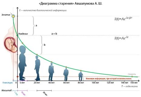 В каком возрасте человек стареет быстрее всего