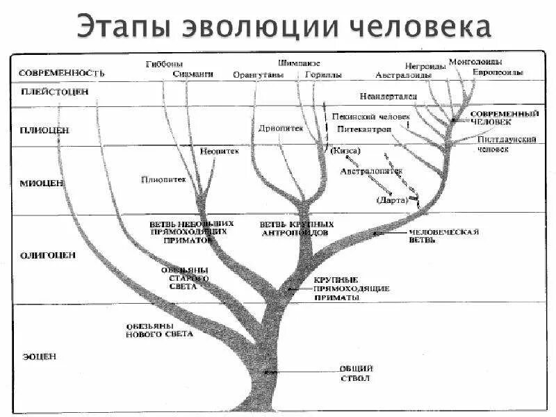 Содержание ветвь