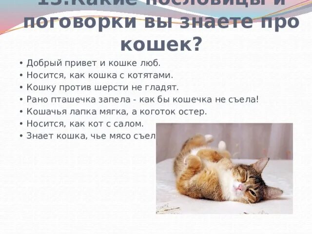 Гладить кота против шерсти
