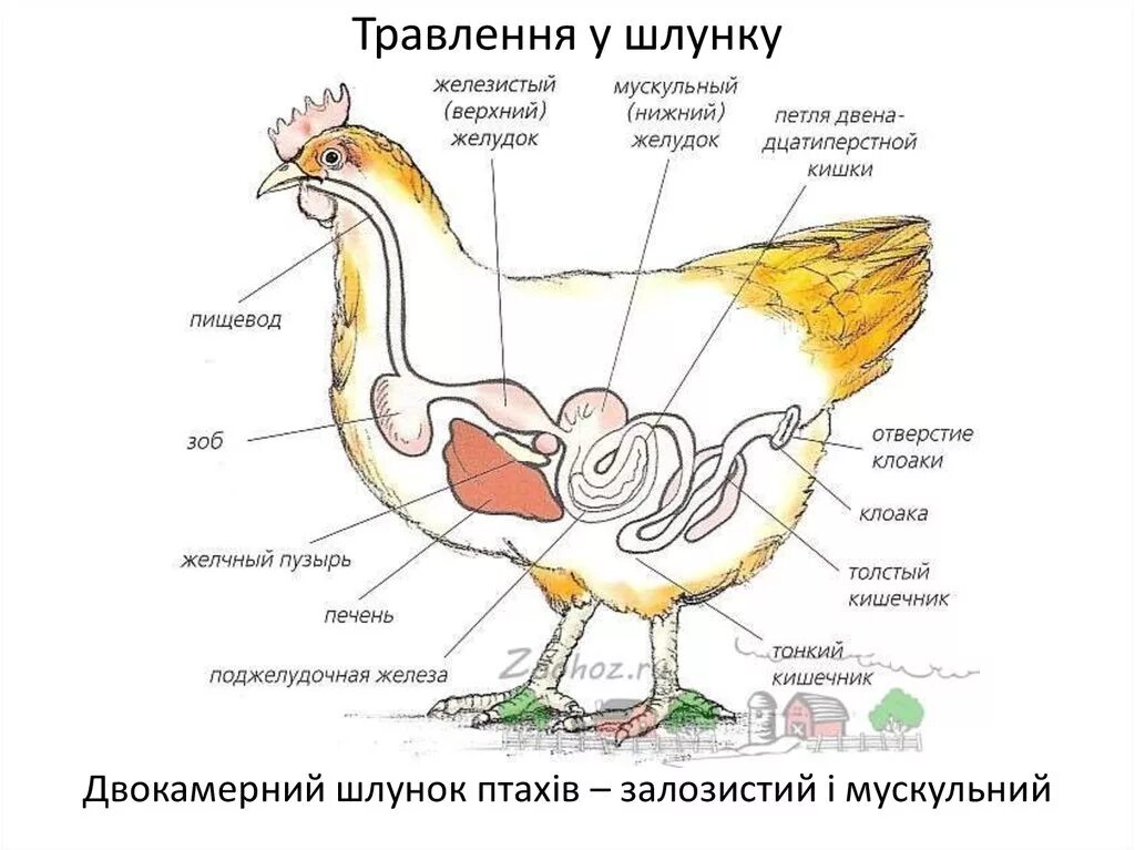 Яйцевод курицы анатомия. Схема строения яйцевода курицы. Строение зоба у птиц. Строение курицы органы зоб.