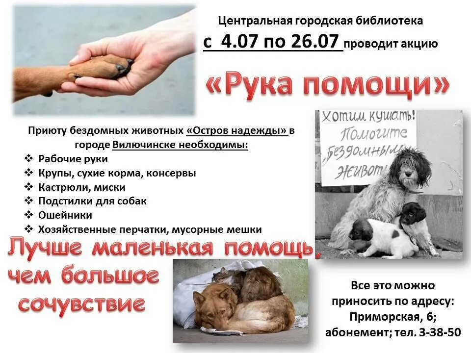Помощь бездомным животным елец