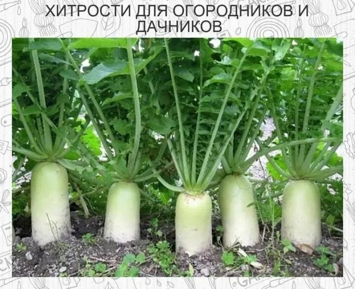 Когда сажать дайкон в июле. Редька дайкон. дайкон японский длинный. дайкон миноваси.