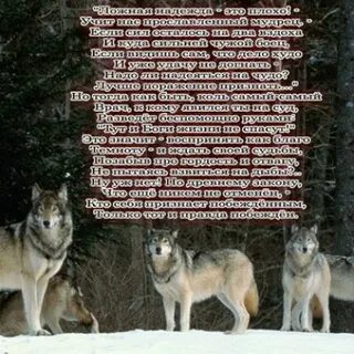 Аню ели волки песня