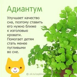 Какие растения в детскую комнату