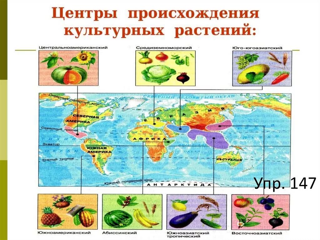 Восточноазиатский центр происхождения культурных. Южно китайский центр происхождения культурных растений. Вавилов центры происхождения культурных растений. Центры происхождения культурных растений карта. Центры происхождения культурных растений по Вавилову карта.