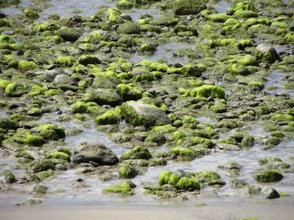 Водоросли в воде и на суше