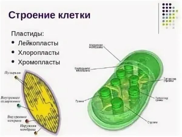 В хлоропластах растений находится. Хлоропласты хромопласты лейкопласты. Лейкопласты в растительной клетке. Пластиды растений хромопласты. Строение растительной клетки пластиды.