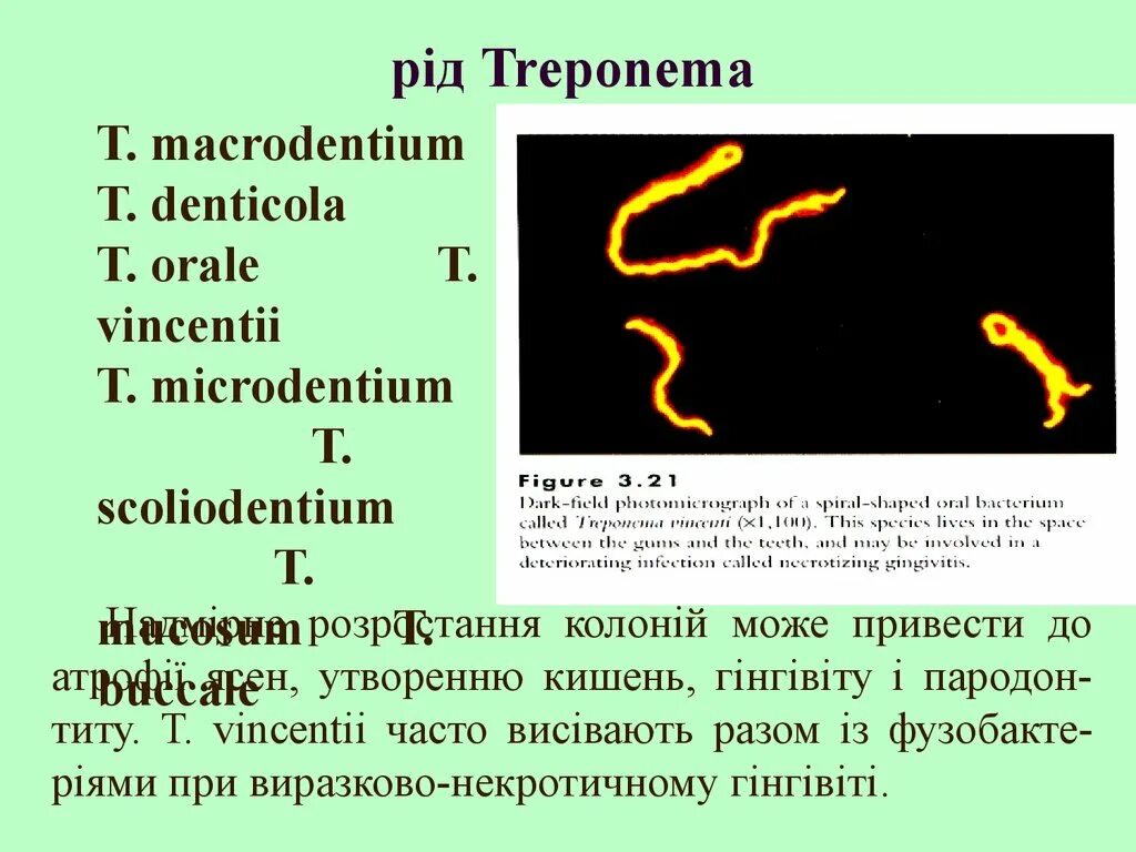 Treponema denticola микробиология. Ферменты агрессии трепонема паллидум.