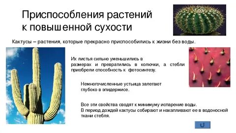 Какие черты приспособленности к недостатку влаги