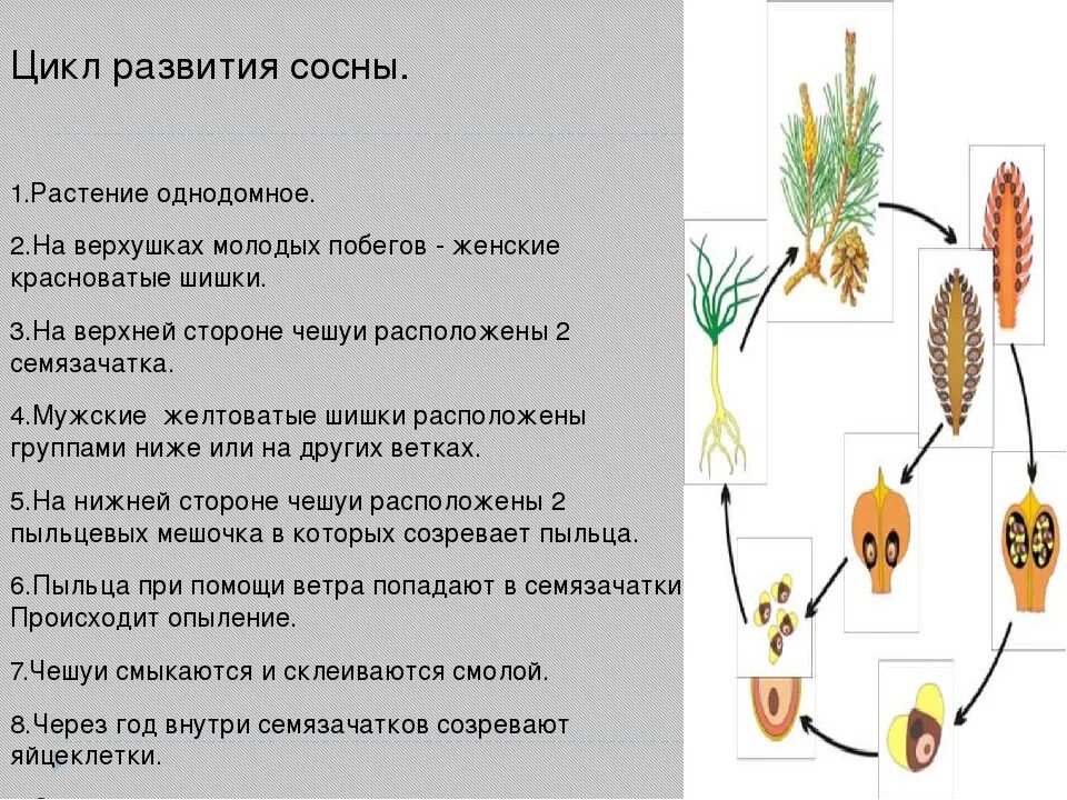 Размножение хвойных семенами. Жизненный цикл голосеменных растений схема. Жизненный цикл голосеменных растений кратко. Цикл развития голосеменных сосны схема. Цикл развития голосеменных растений схема.