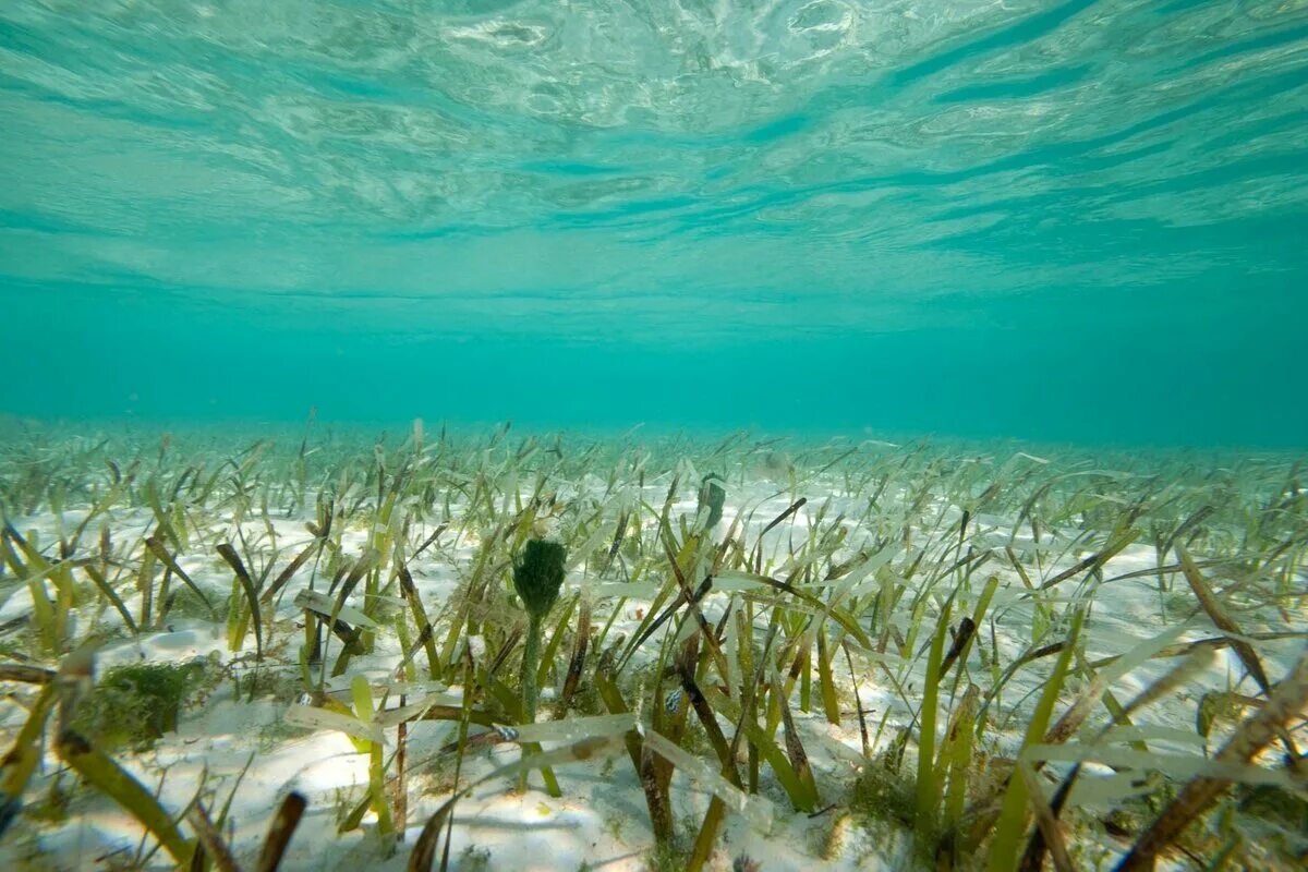 Ламинария в холодных морях. Водоросли Северного Ледовитого океана. Морские водоросли Северного Ледовитого океана. Ламинария в Северном Ледовитом океане. Северно Ледовитый океан растительный мир водоросли.