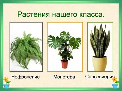 Комнатные растения в классе названия