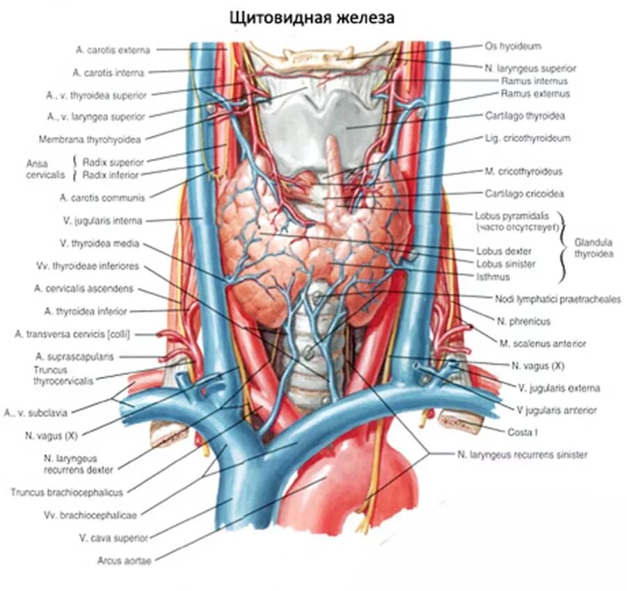 Нерв глотки. Щитовидная железа анатомия топография латынь. Артерии щитовидной железы топографическая анатомия. Щитовидная железа кровоснабжение и иннервация. Кровоснабжение щитовидной железы топографическая.