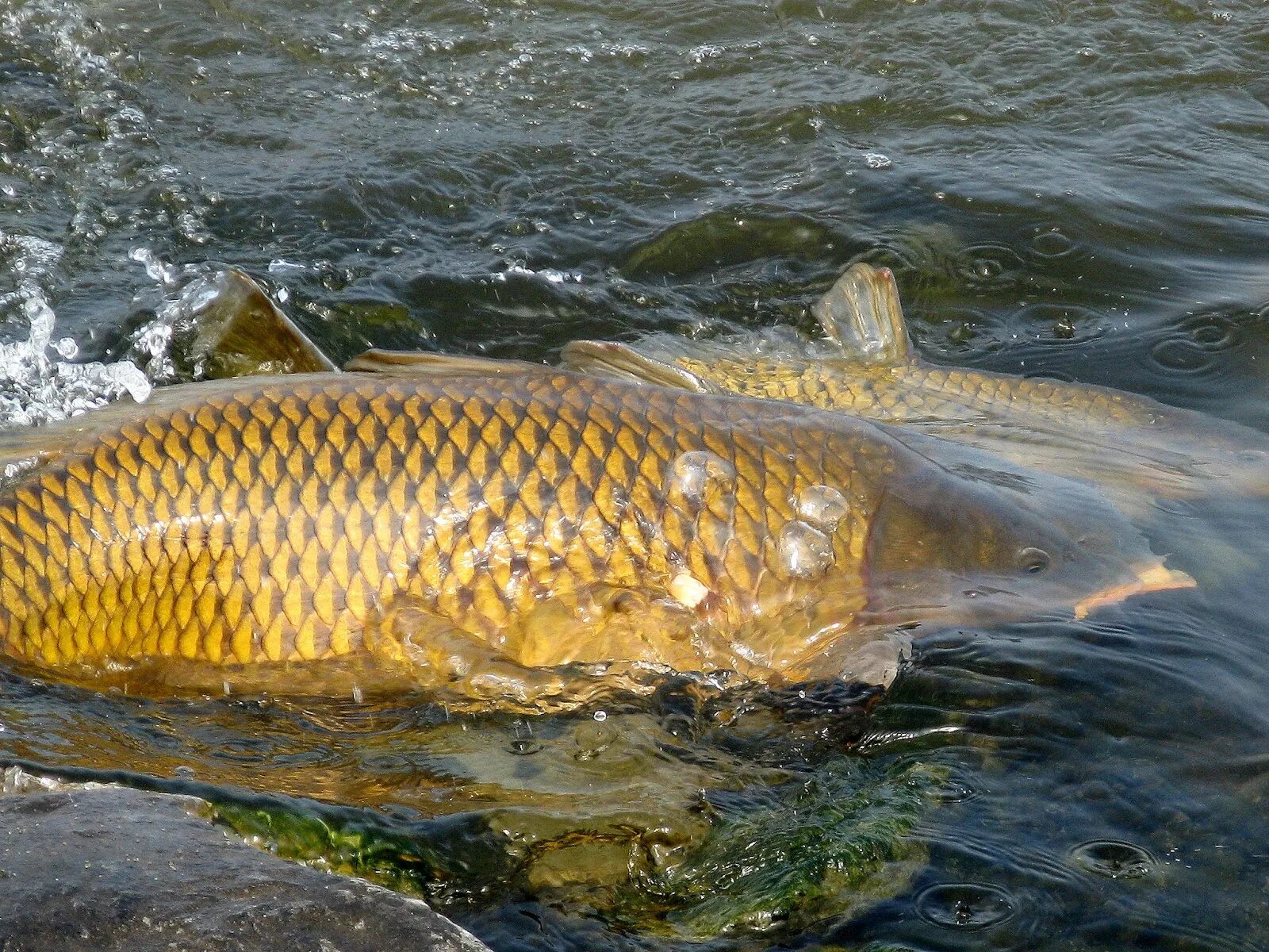 Сазан (Cyprinus Carpio). Горбатый сазан. Сазан морской Каспийский. Сазан шип.