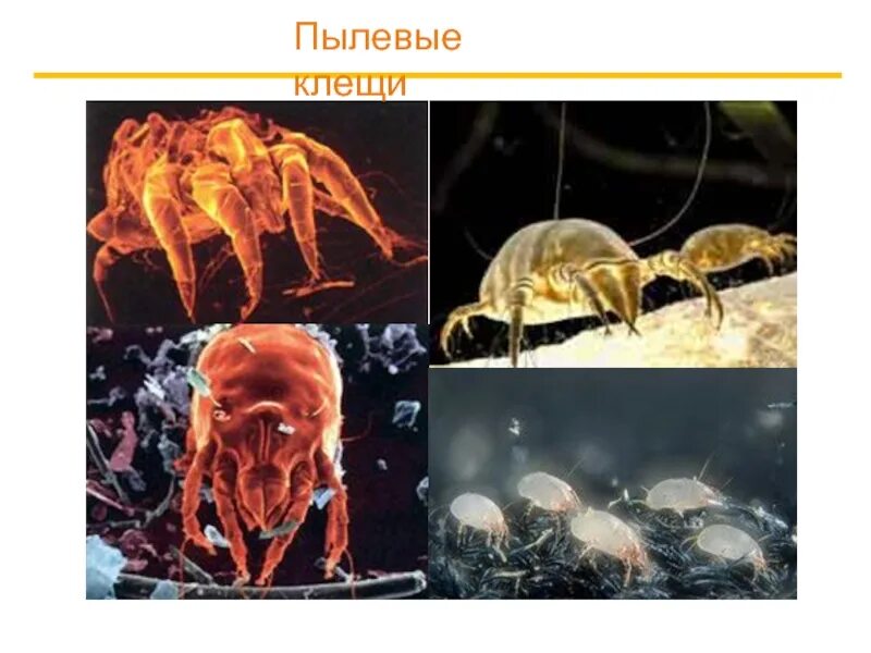 Пылевые клещи. Пылевой клещ строение. Клещи пылевые домашние. Строение пылевых клещей. Против пылевого клеща