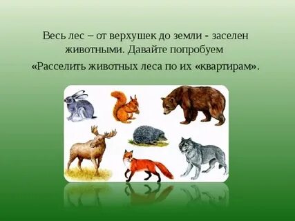 Лесной зверь 2 буквы