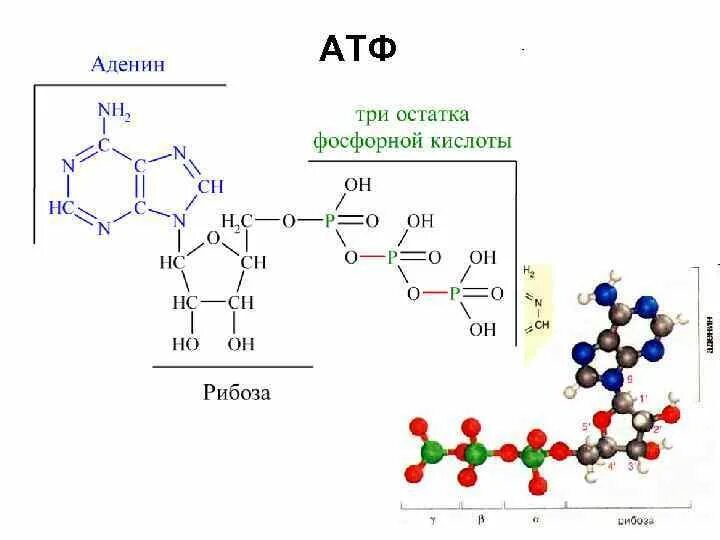 Остаток фосфорной кислоты атф. Аденин три фосфорная кислота. Аденин рибоза фосфат. Аденин рибоза остаток фосфорной кислоты. АТФ.