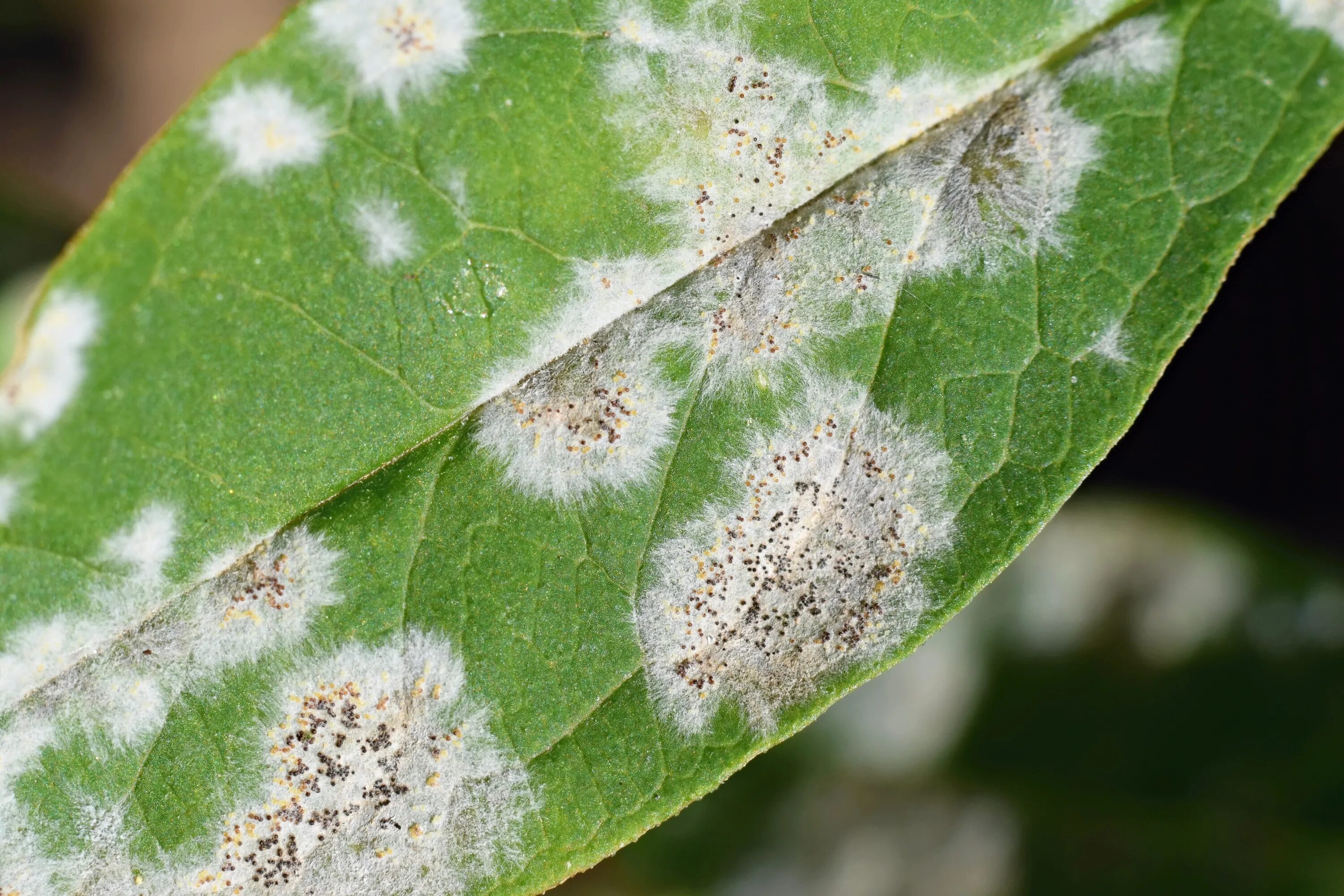 Plant disease. Мучнистая роса. Мучнистая роса болезнь растений. Мучнистая роса налет. Ржавчина тополя (Melampsora Medusae Thumen).