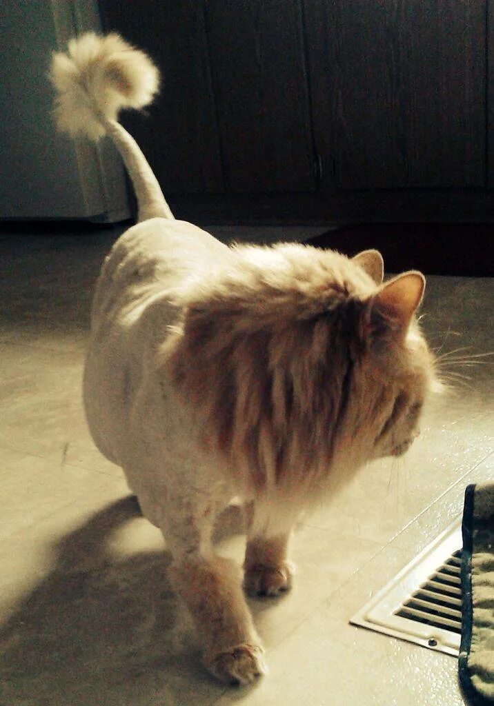 Как подстричь кота
