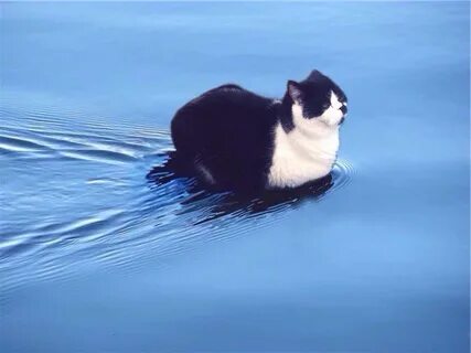 Floating cat meme