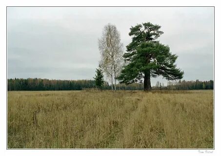 Растительное сообщество смешанного леса