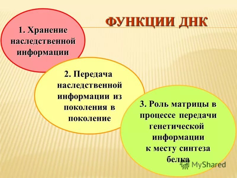 Строение и функции днк. Основная функция днк. три основные функции днк. функции днк хранение и передача наследственной информации. основные функции днк в клетке.