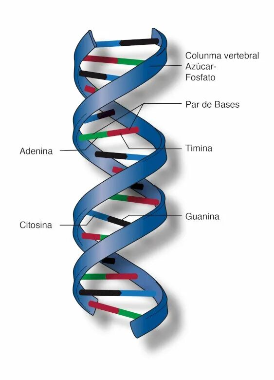 Структура молекулы ДНК. Молекула ДНК. Молекула ДНК человека. Строение молекулы ДНК.