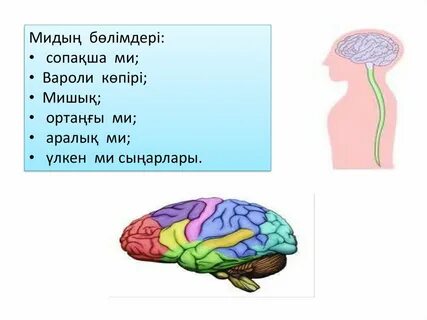 Үлкен ми