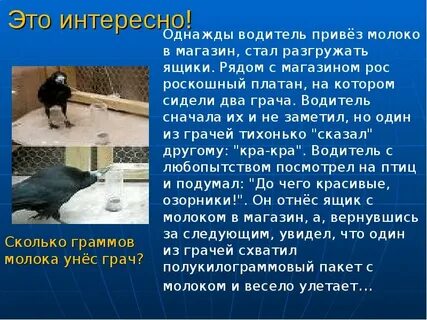 Интересно о грачах