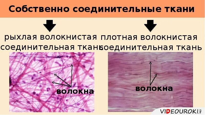 Рыхлая плотная волокнистая